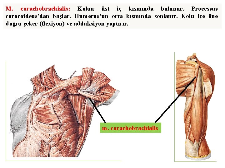 M. corachobrachialis: Kolun üst iç kısmında bulunur. Processus corocoideus’dan başlar. Humerus’un orta kısmında sonlanır.