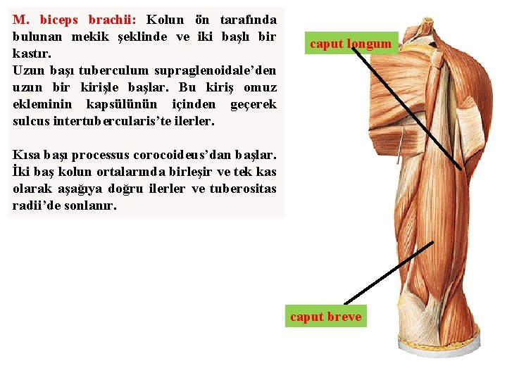 M. biceps brachii: Kolun ön tarafında bulunan mekik şeklinde ve iki başlı bir kastır.