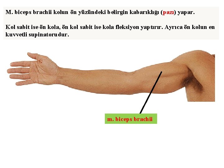 M. biceps brachii kolun ön yüzündeki belirgin kabarıklığı (pazı) yapar. Kol sabit ise ön