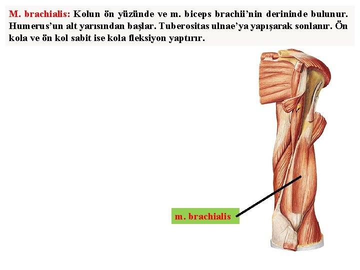 M. brachialis: Kolun ön yüzünde ve m. biceps brachii’nin derininde bulunur. Humerus’un alt yarısından