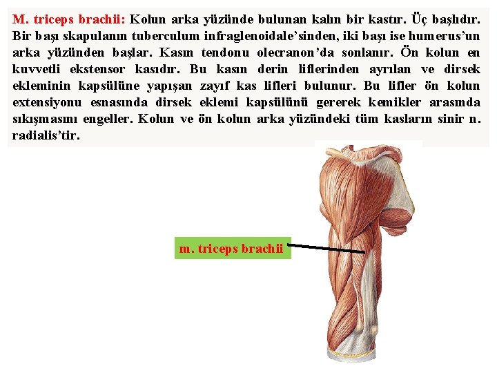 M. triceps brachii: Kolun arka yüzünde bulunan kalın bir kastır. Üç başlıdır. Bir başı