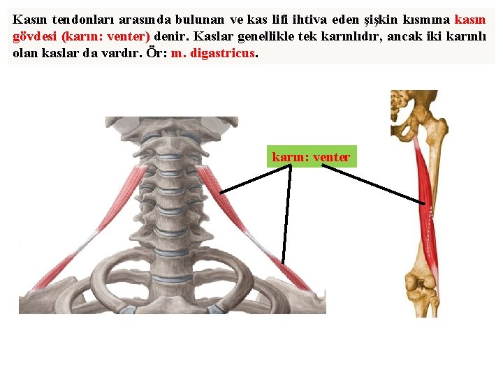 Kasın tendonları arasında bulunan ve kas lifi ihtiva eden şişkin kısmına kasın gövdesi (karın: