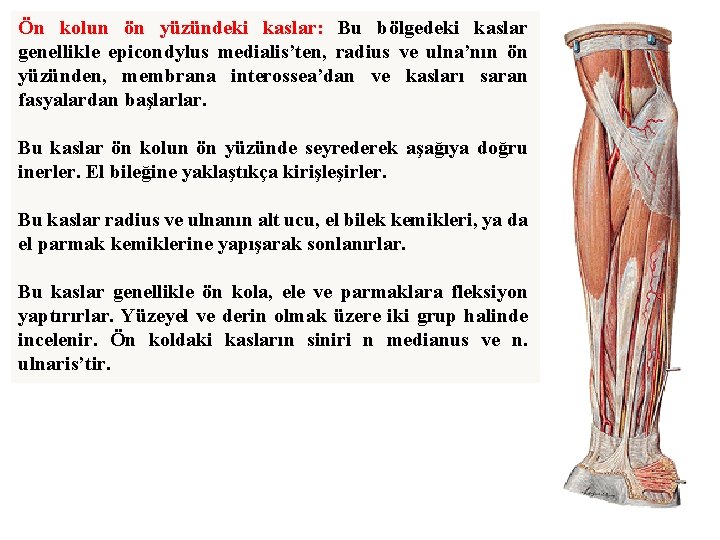 Ön kolun ön yüzündeki kaslar: Bu bölgedeki kaslar genellikle epicondylus medialis’ten, radius ve ulna’nın