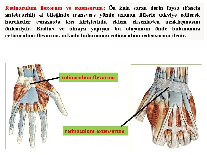 Retinaculum flexorum ve extensorum: Ön kolu saran derin faysa (Fascia antebrachii) el bileğinde transvers