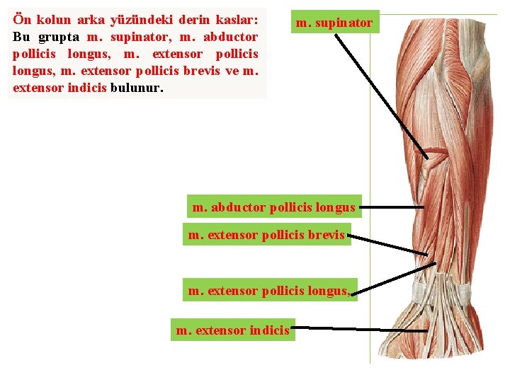 Ön kolun arka yüzündeki derin kaslar: Bu grupta m. supinator, m. abductor pollicis longus,