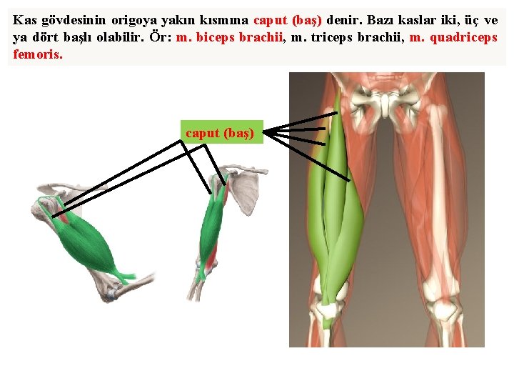 Kas gövdesinin origoya yakın kısmına caput (baş) denir. Bazı kaslar iki, üç ve ya