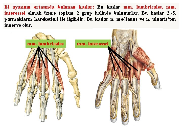 El ayasının ortasında bulunan kaslar: Bu kaslar mm. lumbricales, mm. interossei olmak üzere toplam