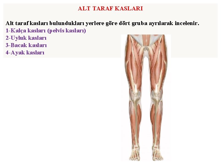 ALT TARAF KASLARI Alt taraf kasları bulundukları yerlere göre dört gruba ayrılarak incelenir. 1