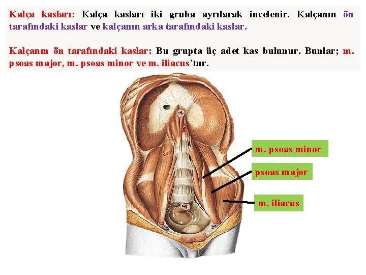 Kalça kasları: Kalça kasları iki gruba ayrılarak incelenir. Kalçanın ön tarafındaki kaslar ve kalçanın