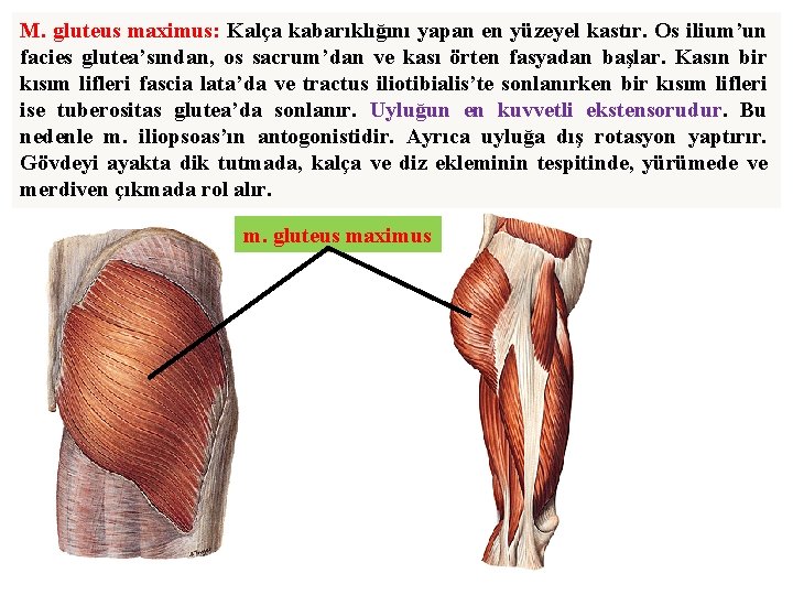 M. gluteus maximus: Kalça kabarıklığını yapan en yüzeyel kastır. Os ilium’un facies glutea’sından, os