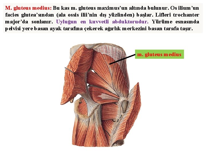 M. gluteus medius: Bu kas m. gluteus maximus’un altında bulunur. Os ilium’un facies glutea’sından