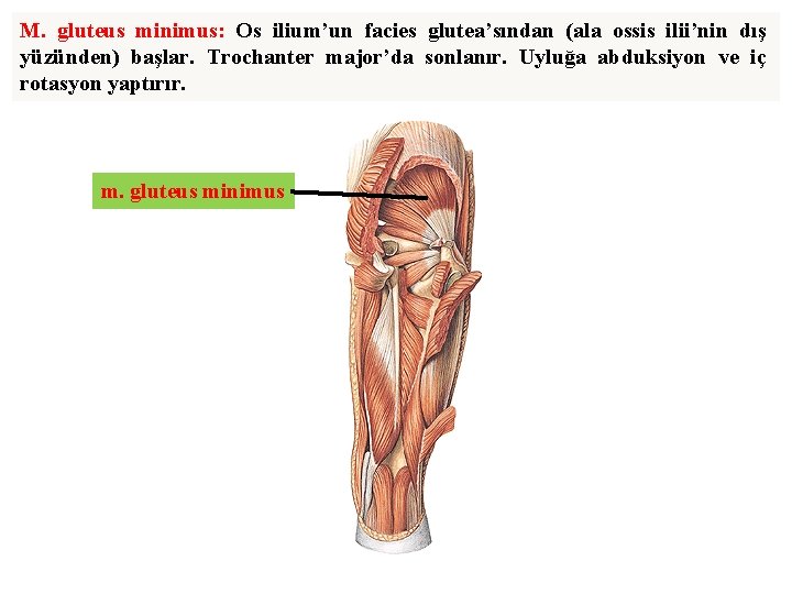 M. gluteus minimus: Os ilium’un facies glutea’sından (ala ossis ilii’nin dış yüzünden) başlar. Trochanter