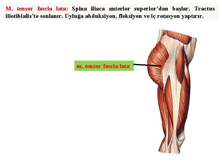M. tensor fascia lata: Spina iliaca anterior superior’dan başlar. Tractus iliotibialis’te sonlanır. Uyluğa abduksiyon,