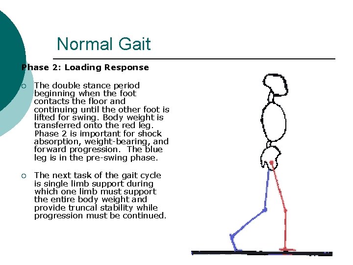 Normal Gait Phase 2: Loading Response ¡ The double stance period beginning when the