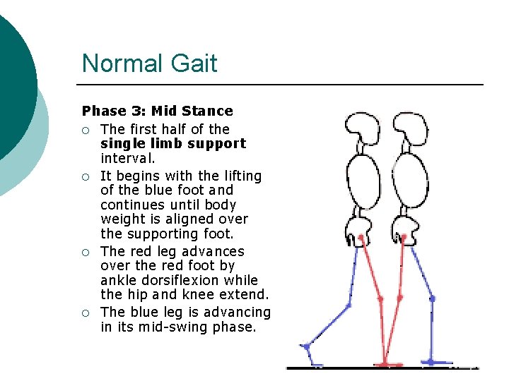Normal Gait Phase 3: Mid Stance ¡ The first half of the single limb