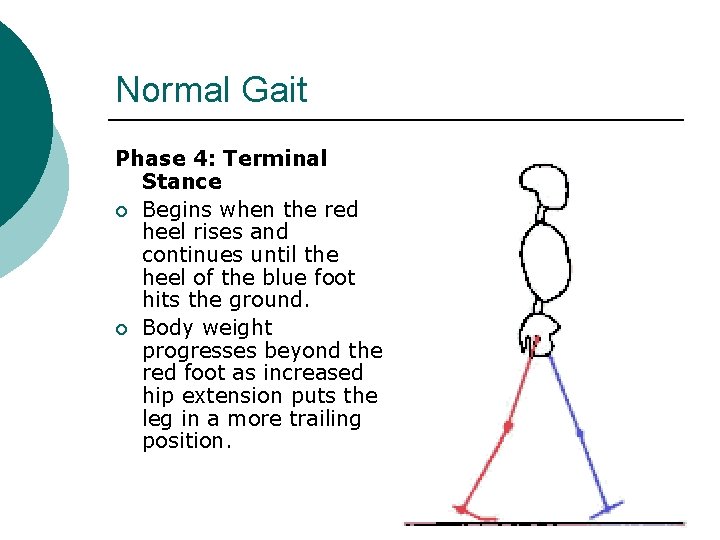 Normal Gait Phase 4: Terminal Stance ¡ Begins when the red heel rises and