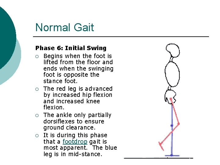 Normal Gait Phase 6: Initial Swing ¡ Begins when the foot is lifted from