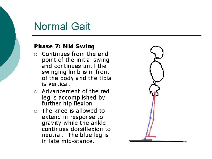 Normal Gait Phase 7: Mid Swing ¡ Continues from the end point of the