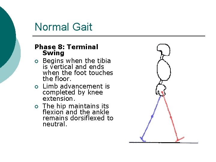 Normal Gait Phase 8: Terminal Swing ¡ Begins when the tibia is vertical and
