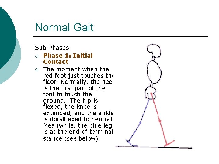 Normal Gait Sub-Phases ¡ Phase 1: Initial Contact ¡ The moment when the red