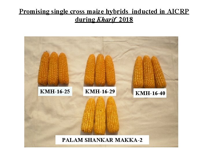 Promisingle cross maize hybrids inducted in AICRP during Kharif 2018 KMH-16 -25 KMH-16 -29