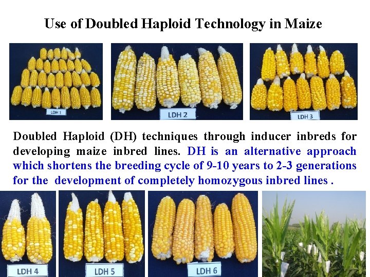 Use of Doubled Haploid Technology in Maize Doubled Haploid (DH) techniques through inducer inbreds