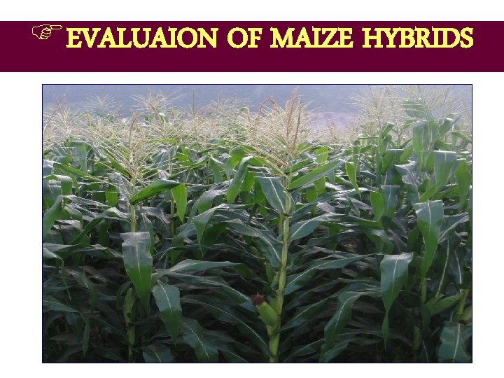 FEVALUAION OF MAIZE HYBRIDS 