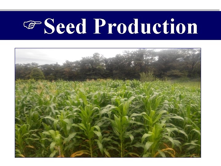 FSeed Production 