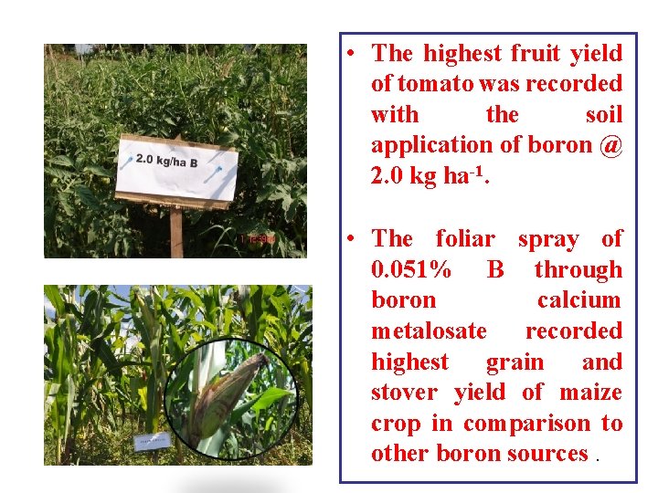  • The highest fruit yield of tomato was recorded with the soil application