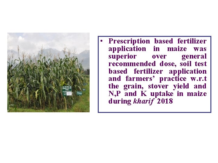  • Prescription based fertilizer application in maize was superior over general recommended dose,
