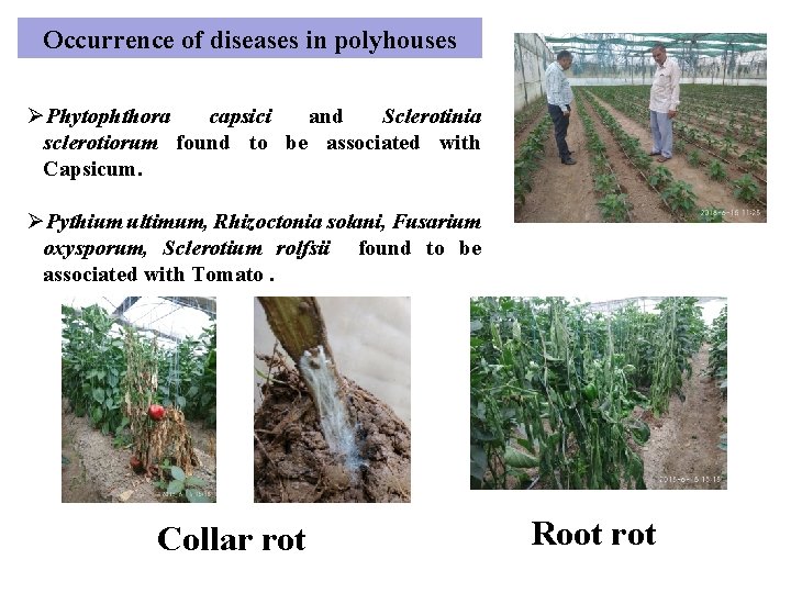 Occurrence of diseases in polyhouses ØPhytophthora capsici and Sclerotinia sclerotiorum found to be associated