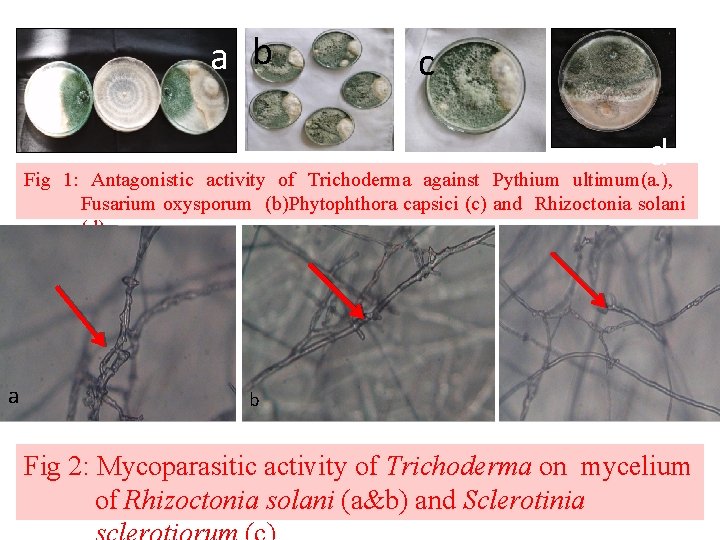 a b c d Fig 1: Antagonistic activity of Trichoderma against Pythium ultimum(a. ),