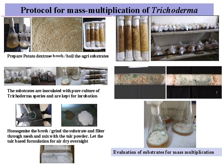 Protocol for mass-multiplication of Trichoderma Prepare Potato dextrose broth / boil the agri substrates