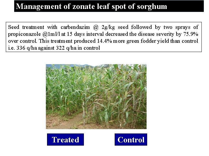 Management of zonate leaf spot of sorghum Seed treatment with carbendazim @ 2 g/kg