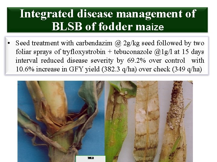 Integrated disease management of BLSB of fodder maize • Seed treatment with carbendazim @