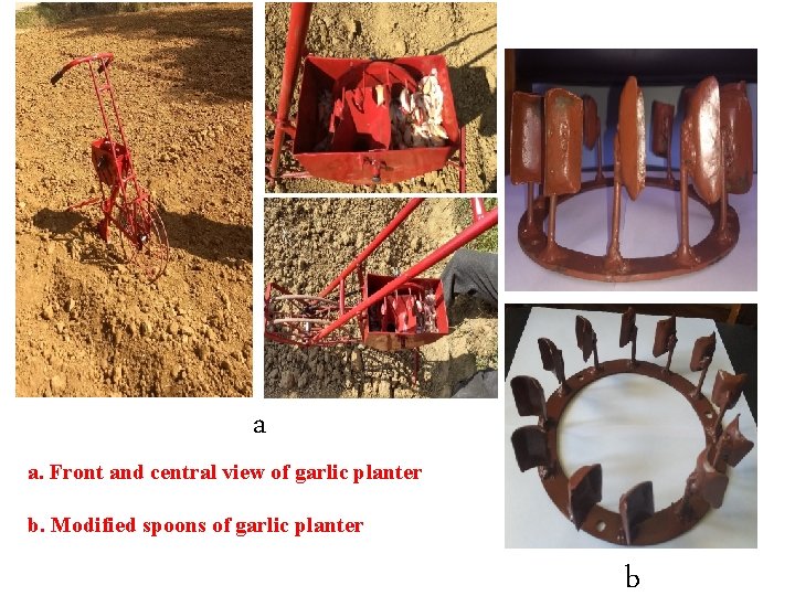 a a. Front and central view of garlic planter b. Modified spoons of garlic