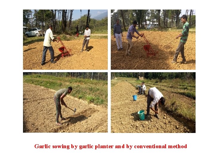 Garlic sowing by garlic planter and by conventional method 