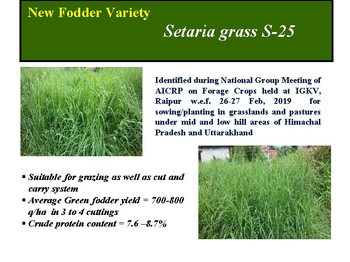 New Fodder Variety Setaria grass S-25 Identified during National Group Meeting of AICRP on