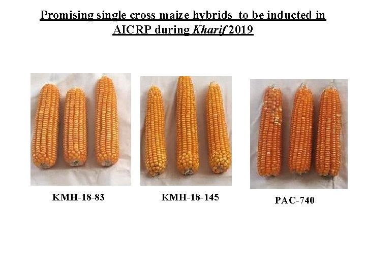 Promisingle cross maize hybrids to be inducted in AICRP during Kharif 2019 KMH-18 -83