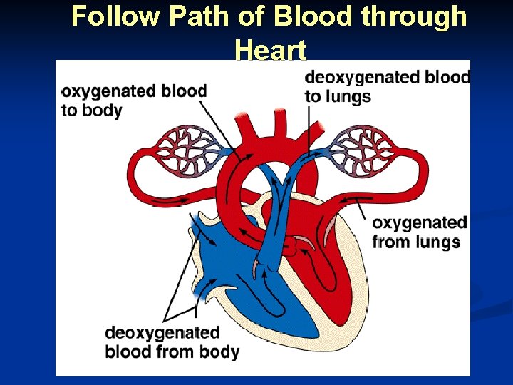 Follow Path of Blood through Heart 