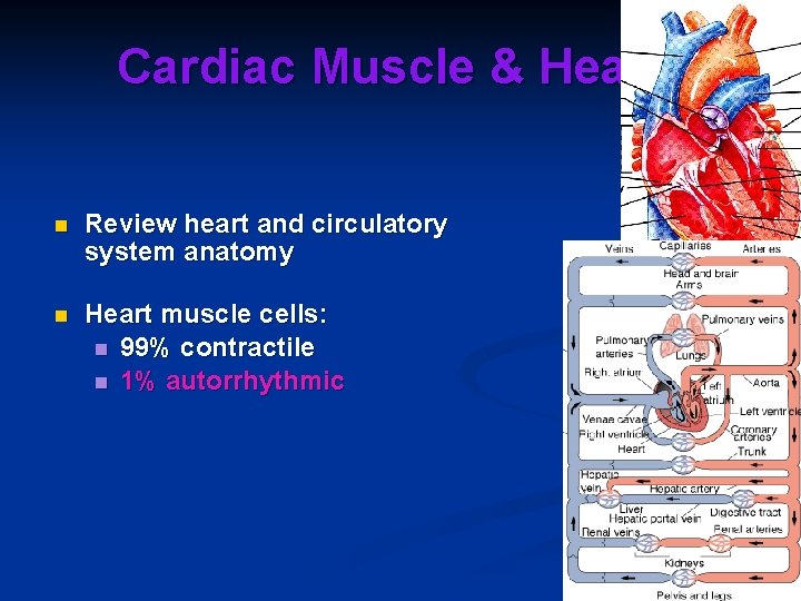 Cardiac Muscle & Heart n Review heart and circulatory system anatomy n Heart muscle