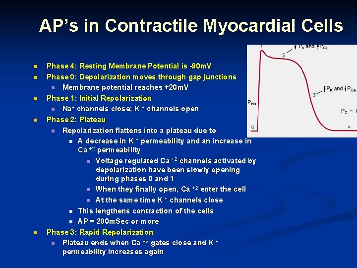 AP’s in Contractile Myocardial Cells n n n Phase 4: Resting Membrane Potential is