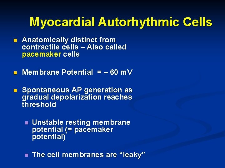 Myocardial Autorhythmic Cells n Anatomically distinct from contractile cells – Also called pacemaker cells