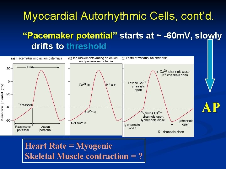 Myocardial Autorhythmic Cells, cont’d. “Pacemaker potential” starts at ~ -60 m. V, slowly drifts