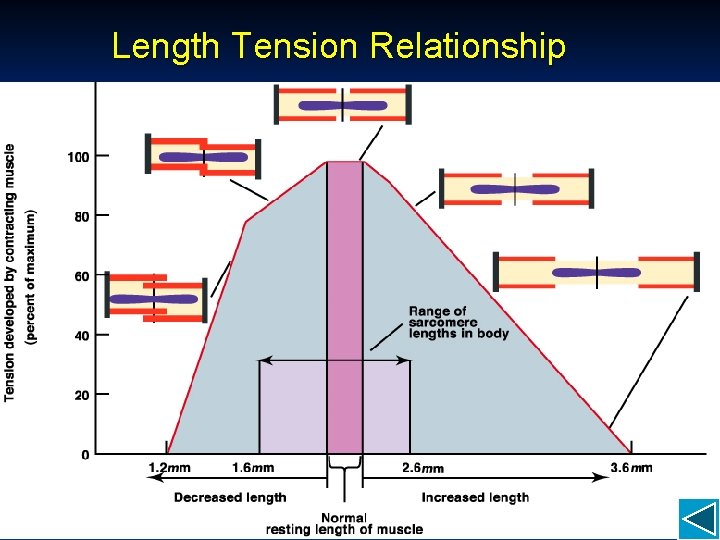 Length Tension Relationship 