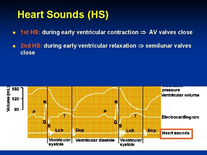 Heart Sounds (HS) n 1 st HS: during early ventricular contraction AV valves close