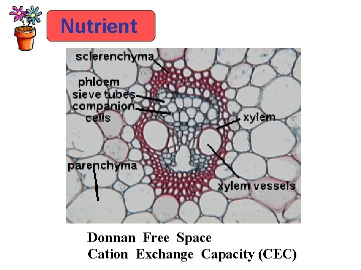 Nutrient Donnan Free Space Cation Exchange Capacity (CEC) 