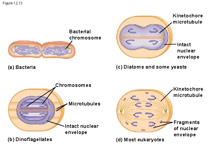 Figure 12. 13 Kinetochore microtubule Bacterial chromosome Intact nuclear envelope (c) Diatoms and some