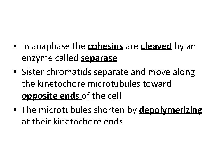  • In anaphase the cohesins are cleaved by an enzyme called separase •