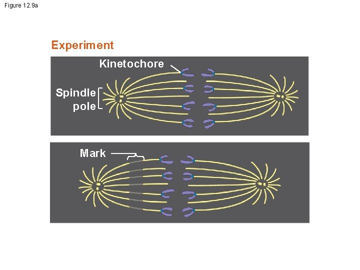 Figure 12. 9 a Experiment Kinetochore Spindle pole Mark 